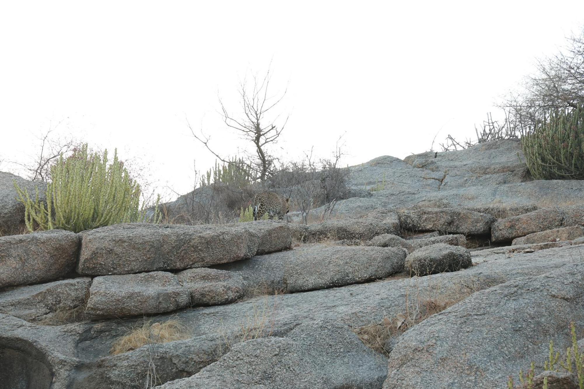 Отель Jawai Bera Leopard Camp Экстерьер фото